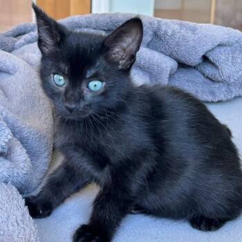 Domestic Short Hair Cats Available for Adoption in Dublin, California - Wonderball | PetCurious