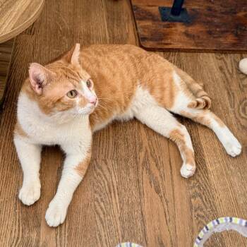 Sunkist -  Domestic Short Hair Cat for Adoption in Los Angeles, California - Sunkist | PetCurious