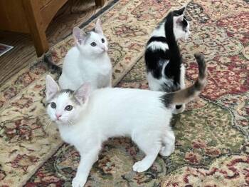 Dilute Calico and Domestic Short Hair Cats Available for Adoption in Walnut Creek, California - Margarita | PetCurious