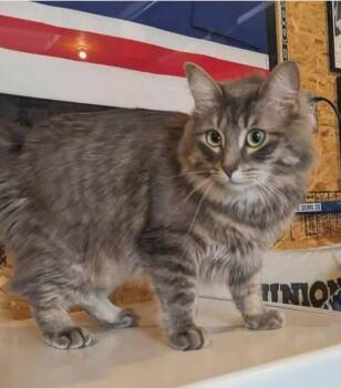Domestic Medium Hair Cats Available for Adoption in Calgary, Alberta - Aggie | PetCurious