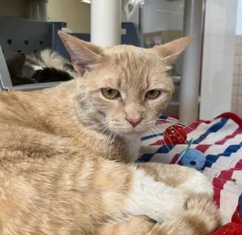PEDRO -  Domestic Short Hair Cat Available for Adoption in Springfield, Massachusetts - PEDRO | PetCurious