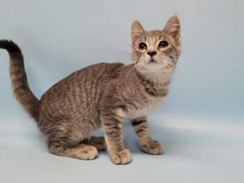 Johnny Silverhand -  Domestic Short Hair Cat for Adoption in Golden Valley, Minnesota - Johnny Silverhand | PetCurious