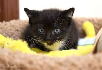 Quincy -  Domestic Short Hair Cat for Adoption in Monroe, Georgia - Quincy | PetCurious