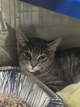 Sriracha -  Domestic Short Hair Cat for Adoption in Bolton, Ontario - Sriracha | PetCurious