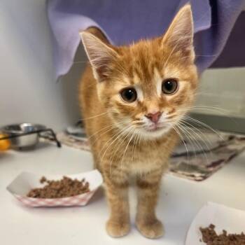 Domestic Short Hair Cats Available for Adoption in Manassas, Virginia - Chamomile (ID 51458) | PetCurious