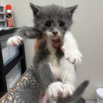 Domestic Short Hair Cats Available for Adoption in Morganton, North Carolina - Fern | PetCurious