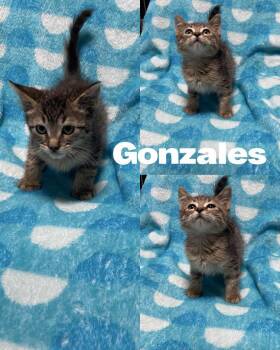 Rescue Domestic Medium Hair Cats for Adoption in Saint James, Missouri - Gonzales | PetCurious