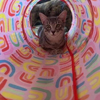 Rescue Tabby Cats for Adoption in Elk Grove, California - Lola | PetCurious