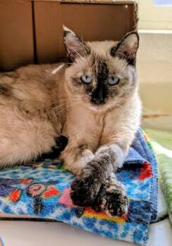 Rescue Domestic Short Hair Cats for Adoption in Divide, Colorado - Geneva | PetCurious