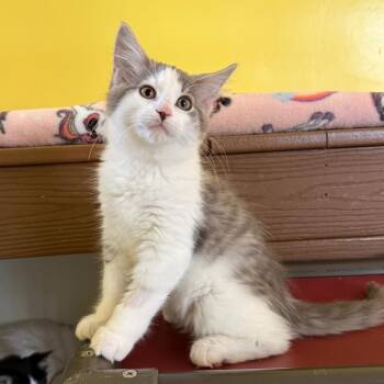 Crimson -  Domestic Long Hair Cat for Adoption in Fenton, Michigan - Crimson | PetCurious