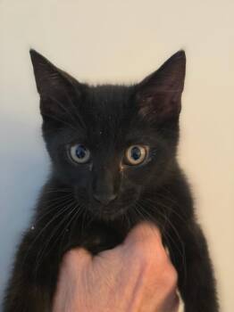 Major -  Domestic Short Hair Cat for Adoption in Shawnee, Kansas - Major | PetCurious