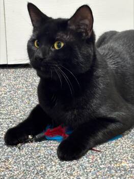Titan -  Domestic Short Hair Cat for Adoption in Melrose, Massachusetts - Titan | PetCurious