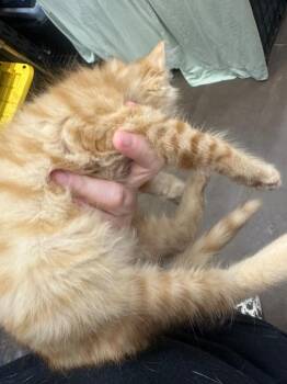Flavor -  Domestic Short Hair Cat for Adoption in Douglasville, Georgia - Flavor | PetCurious