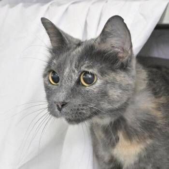 Fifi -  Domestic Short Hair Cat for Adoption in Austin, Texas - Fifi | PetCurious