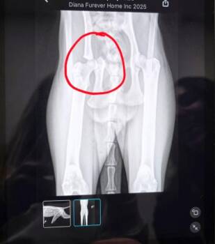 Calico Cats Available for Adoption in Fremont, Nebraska - AC Diana | PetCurious