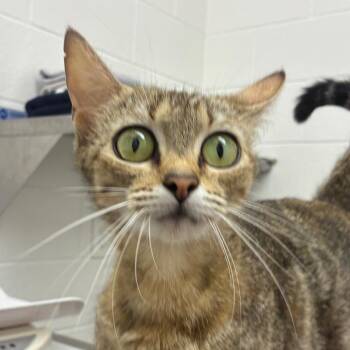 Skylar -  Domestic Short Hair Cat Available for Adoption in Corpus Christi, Texas - Skylar | PetCurious