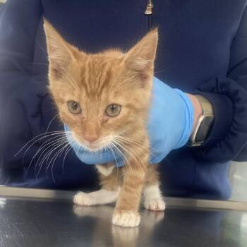 Tarzan -  Domestic Medium Hair Cat for Adoption in Chapel Hill, North Carolina - Tarzan | PetCurious