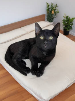 Rescue Domestic Short Hair and Tabby Cats for Adoption in Rockwall, Texas - Ala Mode | PetCurious