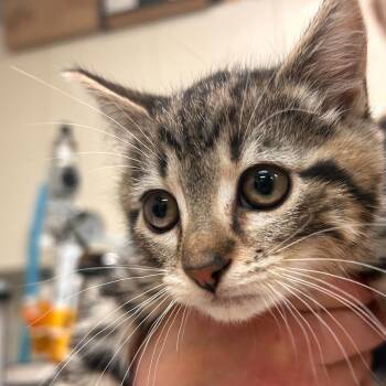 Baroness Eclair Exquisite -  Domestic Short Hair Cat for Adoption in Woodinville, Washington - Baroness Eclair Exquisite | PetCurious