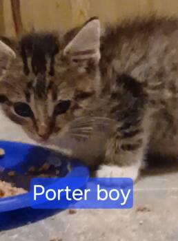Rescue Domestic Short Hair Cats for Adoption in Olney, Illinois - Porter | PetCurious