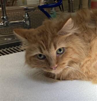 LINK -  Domestic Medium Hair Cat for Adoption in Burbank, California - LINK | PetCurious