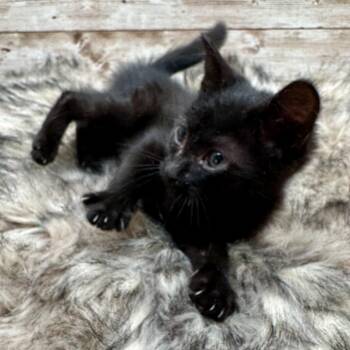 Winkie -  Domestic Short Hair Cat for Adoption in Lexington, Kentucky - Winkie | PetCurious