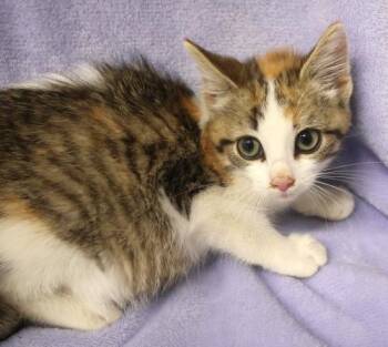 Girl Scout -  Domestic Medium Hair Cat for Adoption in Thief River Falls, Minnesota - Girl Scout | PetCurious