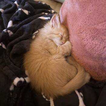 Tony 28 -  Domestic Short Hair Cat for Adoption in Austin, Texas - Tony 28 | PetCurious