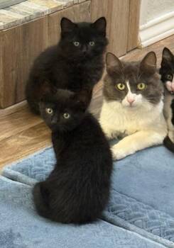 Domestic Short Hair Cats Available for Adoption in Fort Worth, Texas - Emmy | PetCurious