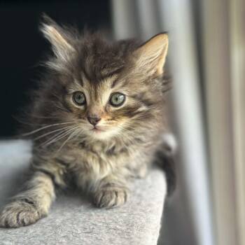 Mos Def -  Domestic Medium Hair Cat Available for Adoption - Mos Def | PetCurious
