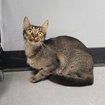 Rescue Domestic Short Hair Cats for Adoption in Duncan, Oklahoma - Pollie | PetCurious