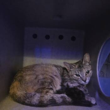 Cambria -  Domestic Short Hair Cat for Adoption in Philadelphia, Pennsylvania - Cambria | PetCurious