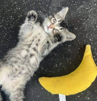 Raspberry -  Domestic Short Hair Cat for Adoption in Kenosha, Wisconsin - Raspberry | PetCurious
