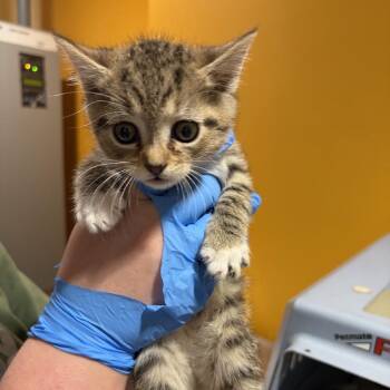 Tulip AKA Isaac -  Domestic Short Hair Cat for Adoption in Chesapeake, Virginia - Tulip AKA Isaac | PetCurious