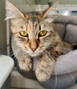 Olive -  Domestic Medium Hair Cat for Adoption in Sonora, California - Olive | PetCurious
