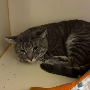 Domestic Short Hair Cats Available for Adoption in Dayton, Ohio - Anemone | PetCurious