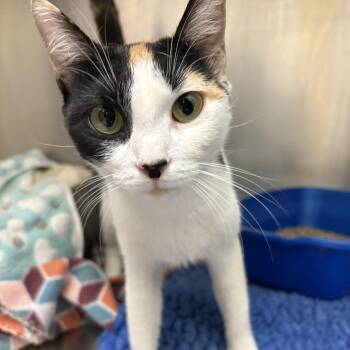 26-327 Moxie -  Domestic Short Hair Cat for Adoption in North Branford, Connecticut - 26-327 Moxie | PetCurious