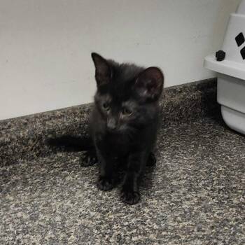 Eli -  Domestic Medium Hair Cat for Adoption in Davenport, Iowa - Eli | PetCurious
