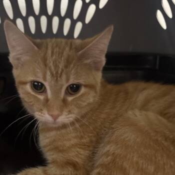 Dazzle -  Domestic Short Hair Cat for Adoption in Bentonville, Arkansas - Dazzle | PetCurious