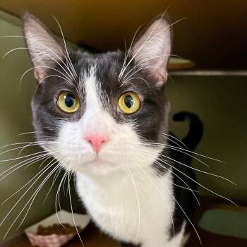 Domestic Short Hair Cats Available for Adoption in Riverwoods, Illinois - Raccoon | PetCurious