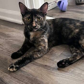 Rescue Domestic Short Hair Cats for Adoption - S'more | PetCurious