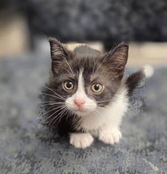 Swamp -  Domestic Short Hair Cat for Adoption in Westland, Michigan - Swamp | PetCurious