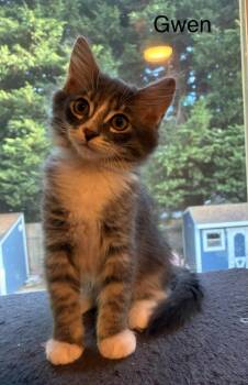 Gwen -  Domestic Short Hair Cat for Adoption in Shelton, Washington - Gwen | PetCurious