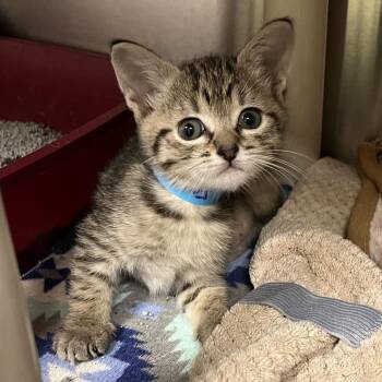 Domestic Short Hair Cats Available for Adoption in Kyle, Texas - EARWIG | PetCurious