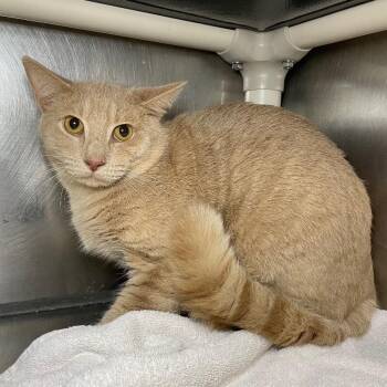 Oberon -  Domestic Short Hair Cat for Adoption in Roanoke, Virginia - Oberon | PetCurious