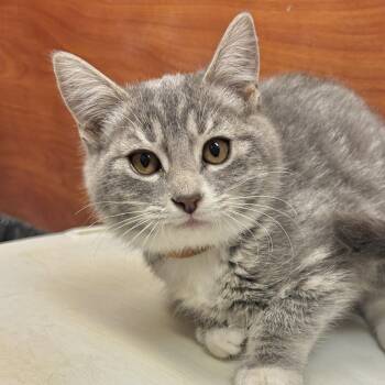 Morticia -  Domestic Short Hair Cat for Adoption in Sonora, California - Morticia | PetCurious