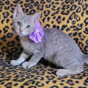 Chanel -  Domestic Short Hair Cat for Adoption in Mountain Home, Arkansas - Chanel | PetCurious