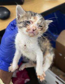 Domestic Medium Hair Cats Available for Adoption in Dallas, Texas - SUNNIE | PetCurious