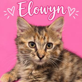 Elowyn -  Domestic Medium Hair Cat for Adoption in Fredericksburg, Virginia - Elowyn | PetCurious