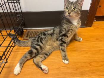 Rebecca -  Domestic Short Hair Cat for Adoption in New Britain, Connecticut - Rebecca | PetCurious